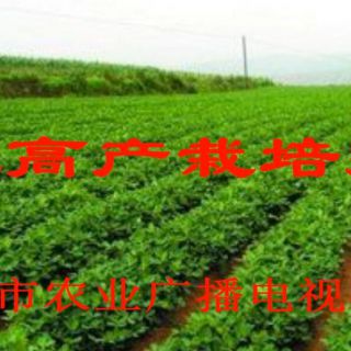 花生高产栽培技术