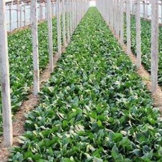 越冬菠菜播种技术